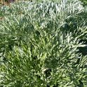 Artemisia absinthium feuille